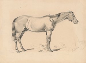 Studio di un cavallo I